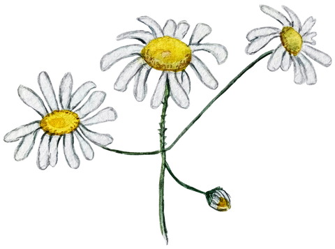 Daisy Flower Shirt, Wildflower Shirts, Flower Lover T-Shirt, Floral Shirt, Flower Seeds Shirt, Botanical Shirts, Plant Lover Tee, Summer Tee