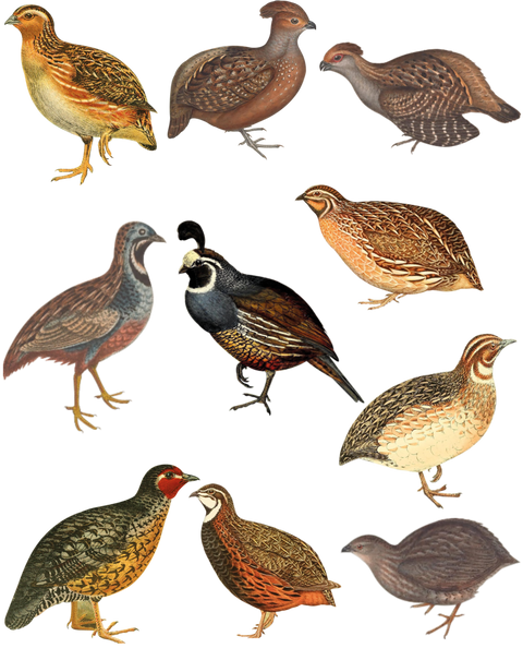 Quails Shirt, Bird Shirt, Bird Lover Gift, Hunting Shirt, Bird Watcher Gift, Nature Shirt, Animal Lover Shirt, Birding T-shirt, Bird T-shirt