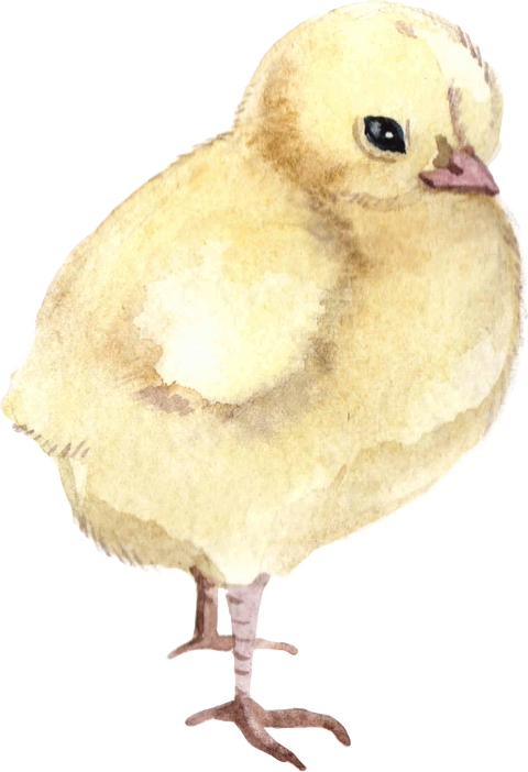 Chick Baby Onesie®, Chick Baby Bodysuit, Chick Farm Onesies®, Farm Life Onesies®, Farmer Onesies®, Country Onesies®, Farm Baby Onesies®