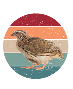 Coturnix quail Shirt, Funny quail Owner Gift, Gift For quail Lover, Farmer Gift Shirt, Cute quail Gift Shirt, quail Shirt, Chicken Mom Shirt