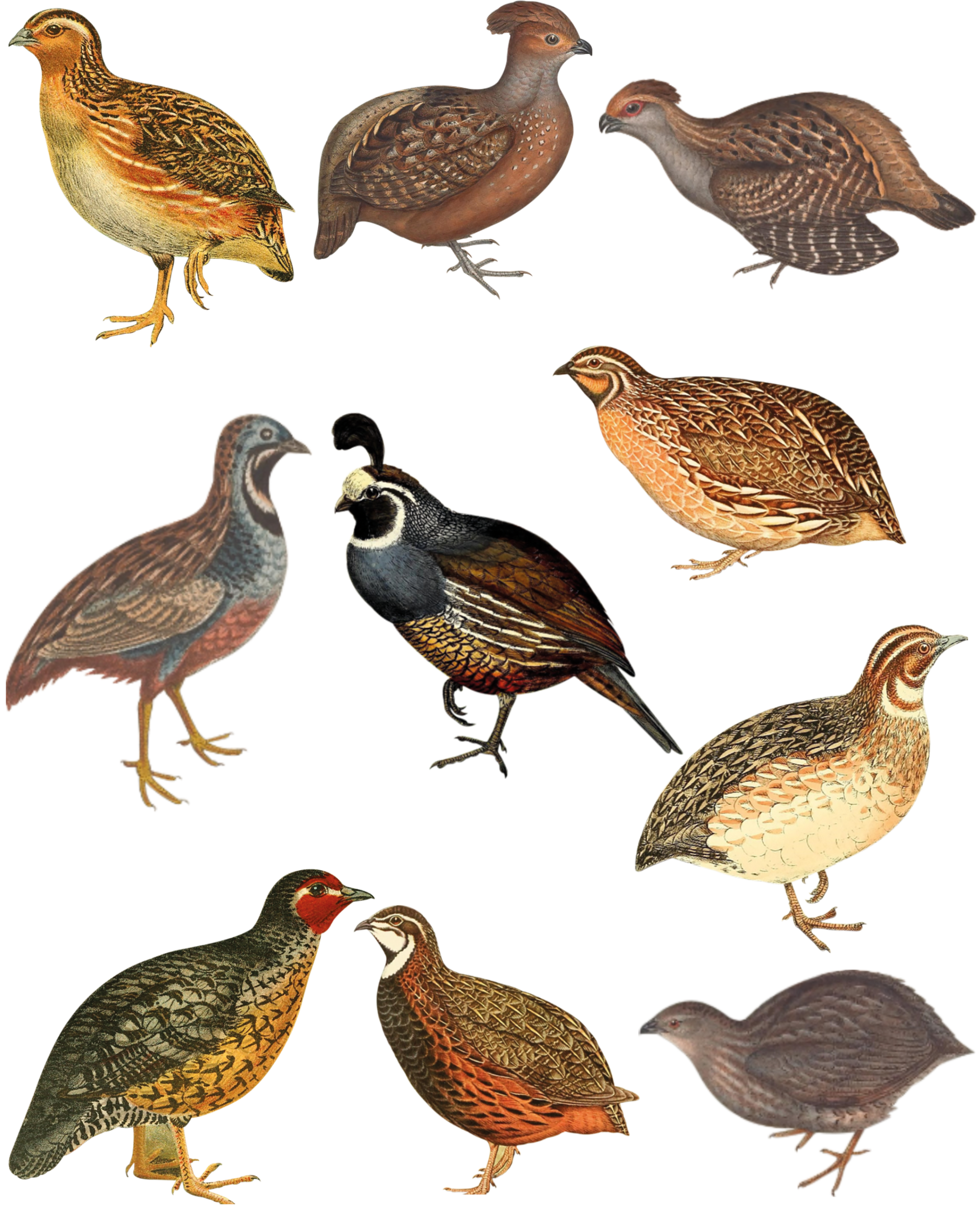 Quails Shirt, Bird Shirt, Bird Lover Gift, Hunting Shirt, Bird Watcher Gift, Nature Shirt, Animal Lover Shirt, Birding T-shirt, Bird T-shirt